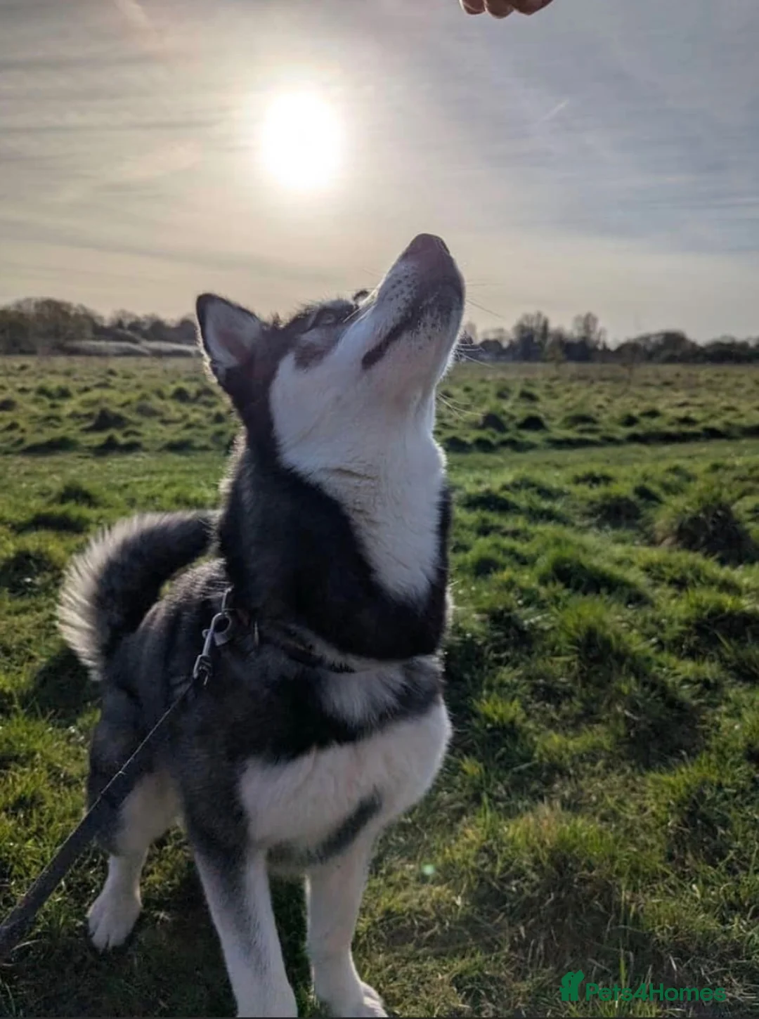 Siberian Husky dogs for sale: Beautiful, kind Siberian Husky Girl  - Advert 2