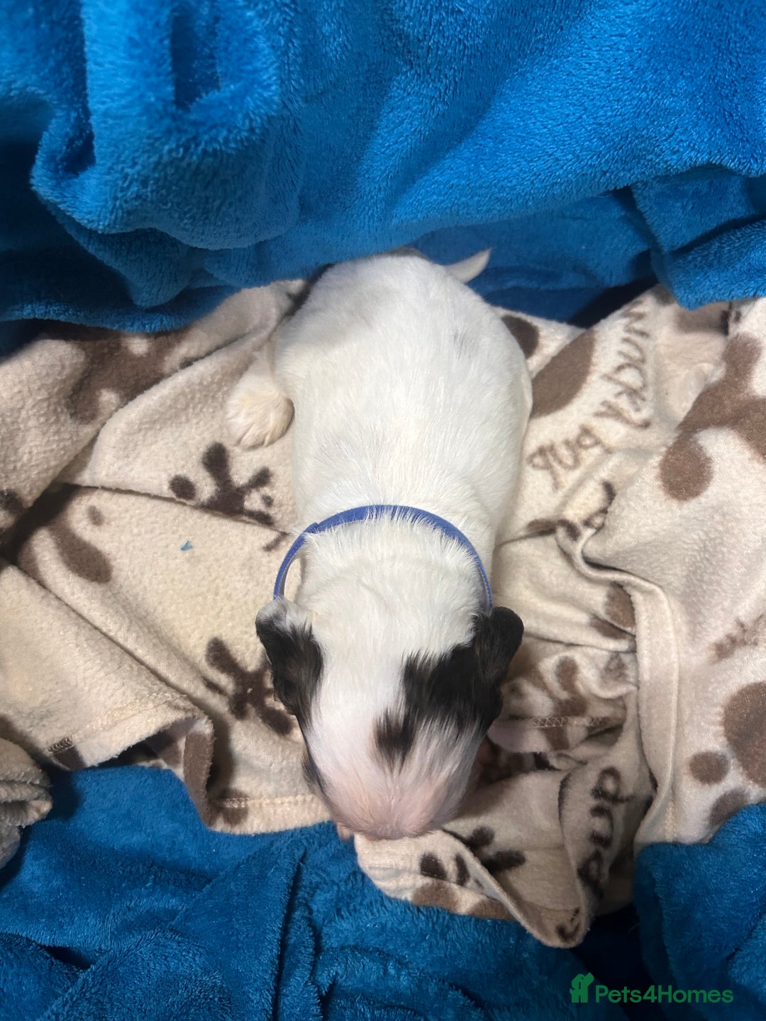 Cocker Spaniel dogs for sale: Cocker spaniel puppies for sale - Advert 9