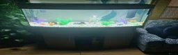 Tetras fish for sale: Aquarium Fish Tank with 18 fishes - Advert 1