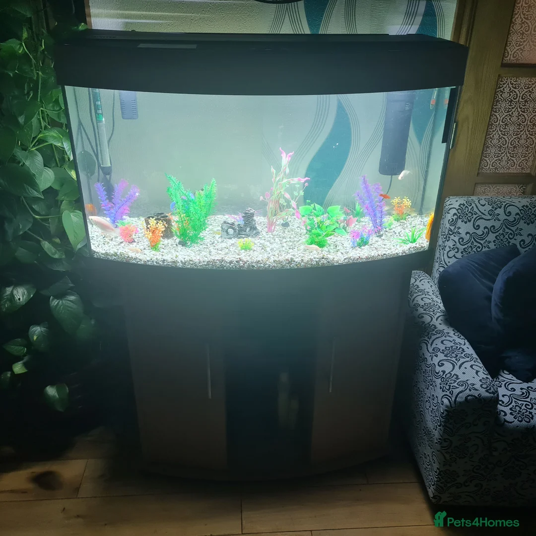 Tetras fish for sale: Aquarium Fish Tank with 18 fishes - Advert 1