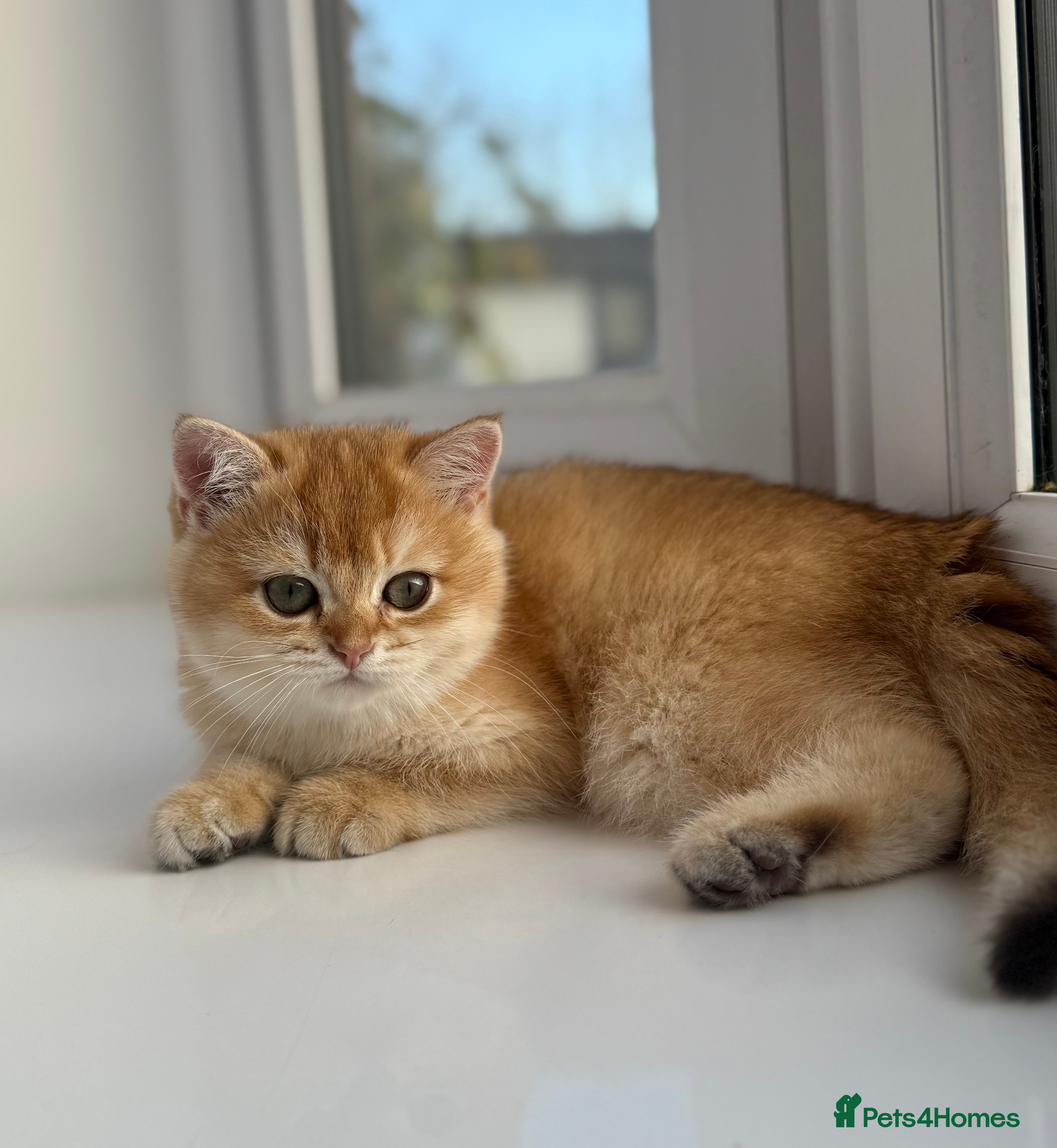 British Shorthair cats 🌟 Last two beautiful  Golden BSH girls 🌟 - Advert 5