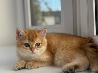 British Shorthair cats 🌟 Last two beautiful Golden BSH girls 🌟 - Advert 5