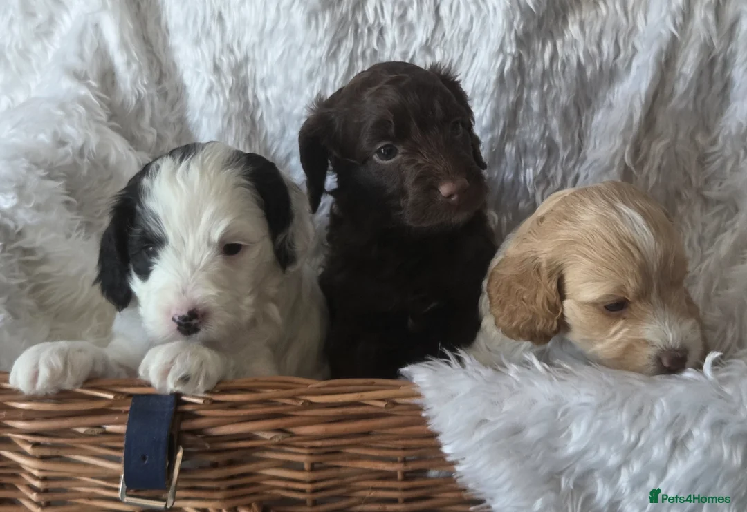 Cockapoo dogs for sale: Cockerpoo - Advert 2