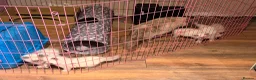 Ragdoll cats for sale: Pure bred blue pointed lynx ragdolls - Advert 8