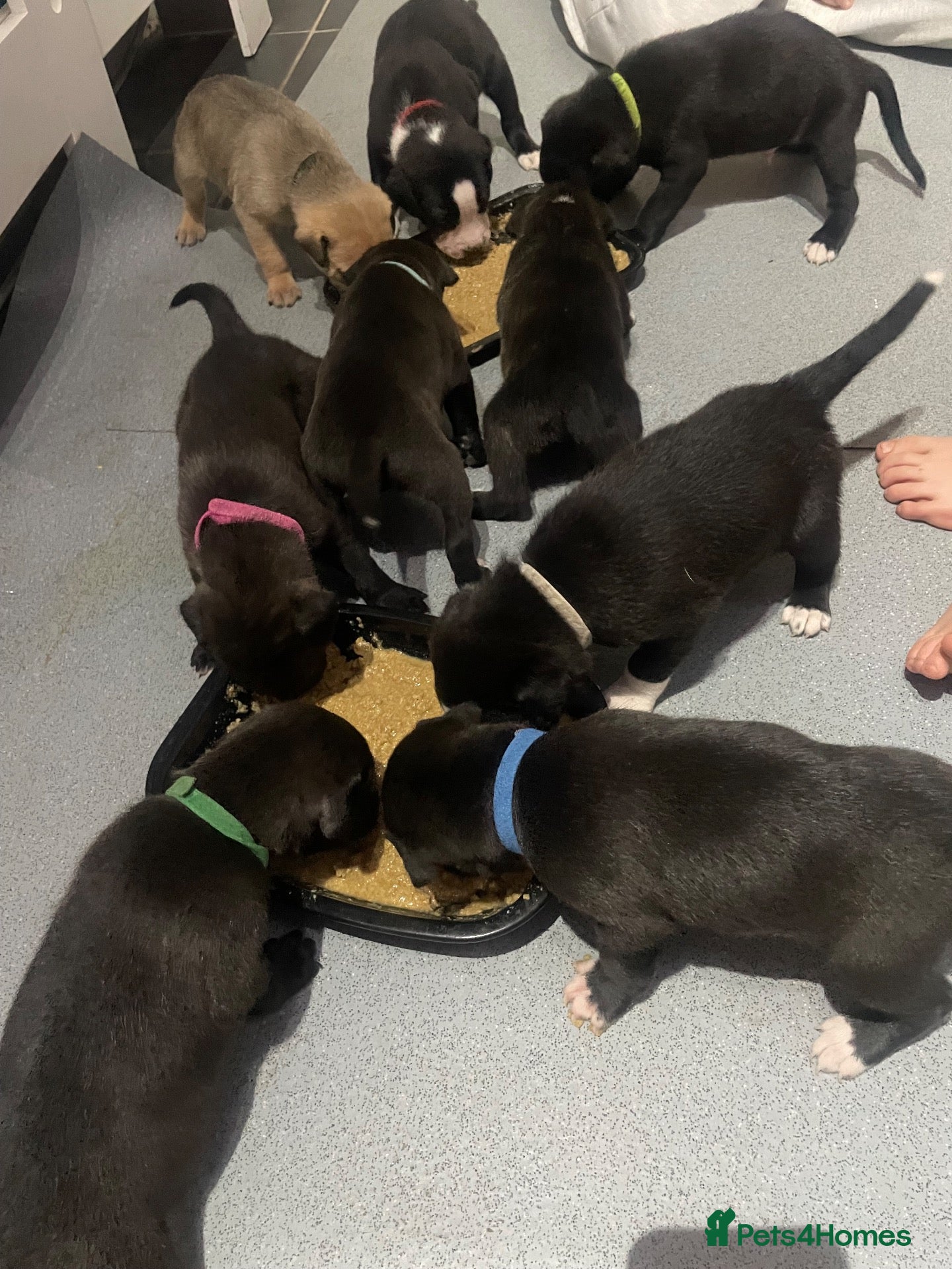 Mixed Breed dogs Beautiful Staffy x Border Collie pups for sale  - Advert 2