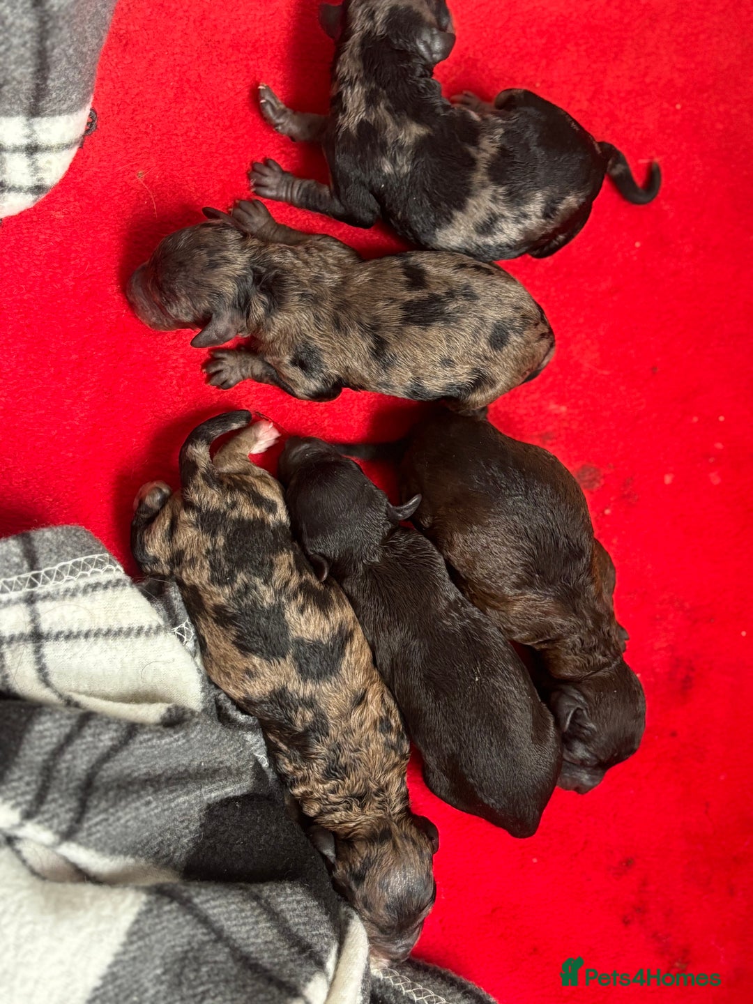 Miniature Poodle dogs for sale: Beautiful health tested miniature poodles  - Image 2