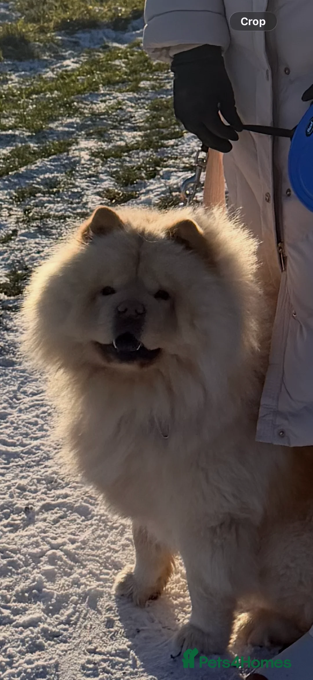 Chow Chow dogs for stud: 2 Gorgeous males for stud  - Advert 2