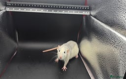 Mouse rodents for sale: Mouse / Rats for same  - Image 7