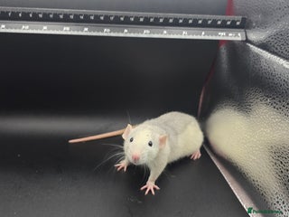 Mouse rodents Mouse / Rats for same - Advert 7