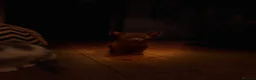 Oriental cats for sale: Oriental kittens available, males and female  - Advert 14