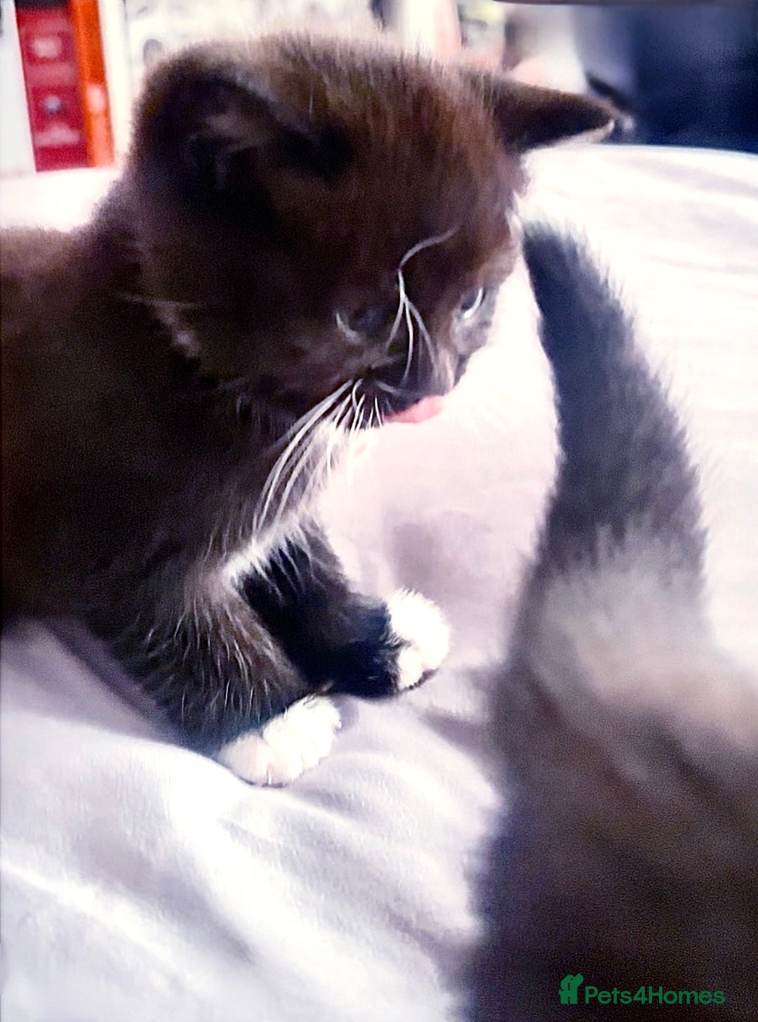 Mixed Breed cats for sale: Delightful mix-breed Siamese-black tabby-kittens - Image 36