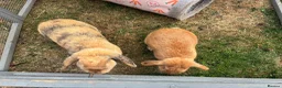 English Lop rabbits for sale: Two gorgeous female lop rabbits  in Sheffield - Advert 3