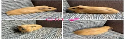 Guinea Pig rodents for sale: Male & Female piggies looking for new laps - Advert 15