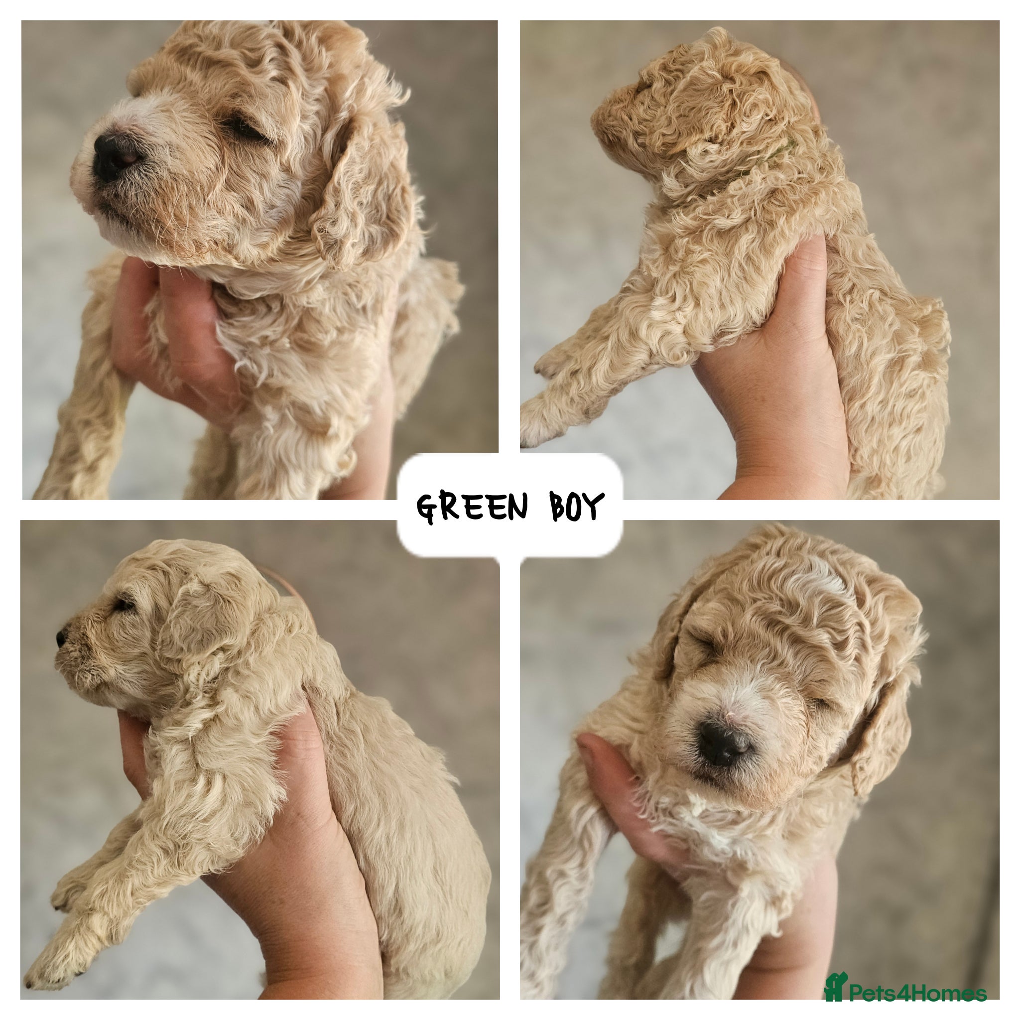 Mini Goldendoodle dogs for sale: 🐾✨ Beautiful Toy Goldendoodle Puppies  ✨🐾 - Advert 6