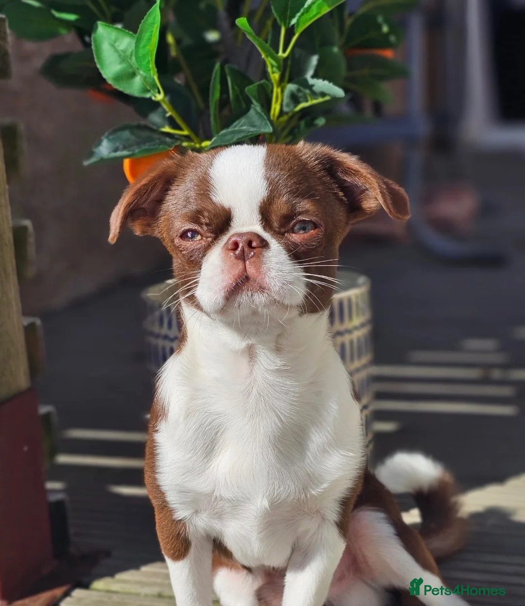 Chihuahua dogs for sale: Two merl boys - Advert 2