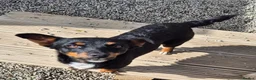 Mixed Breed dogs for adoption: Cleo - In Ayr Looking for a Home - Advert 8