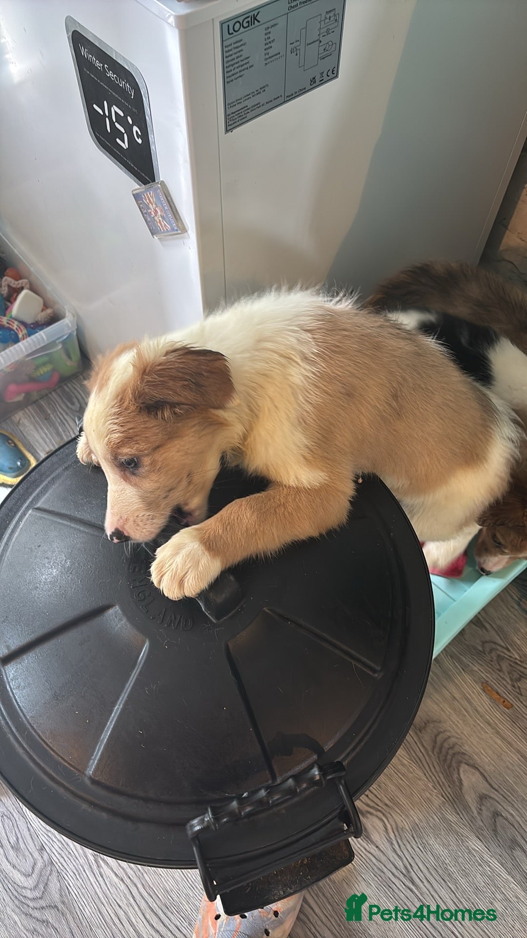 Mixed Breed dogs for sale: Lurcher pup  - Image 6