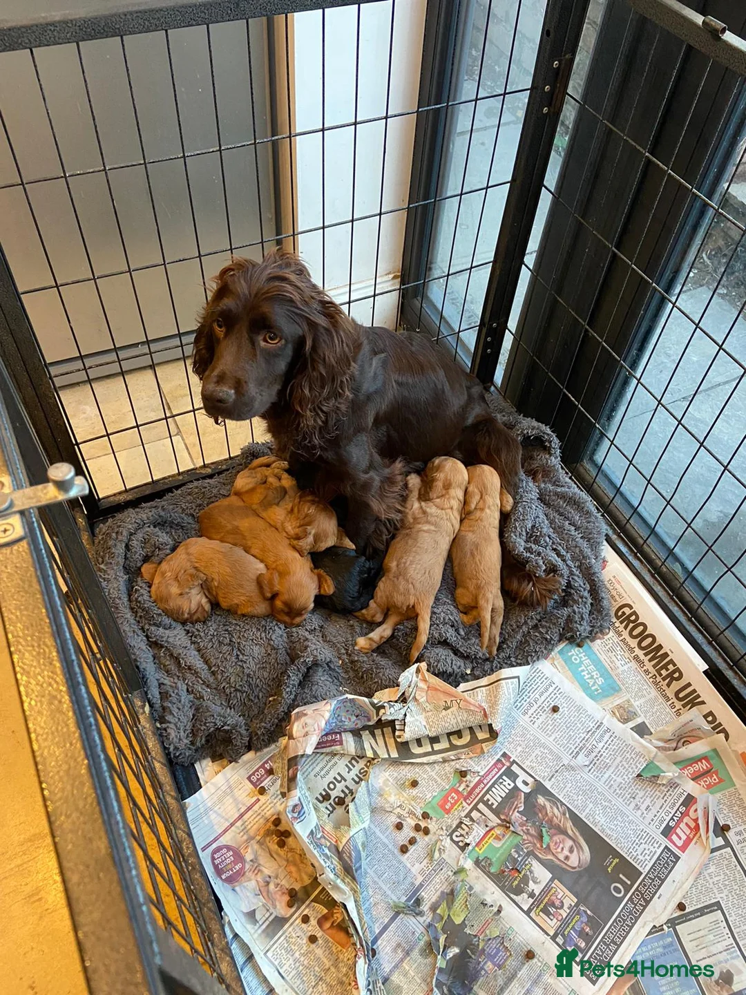 Poodle dogs for stud: Red K.C Reg Miniature Poodle 4 Stud HEALTH TESTED in Chesterfield - Advert 27