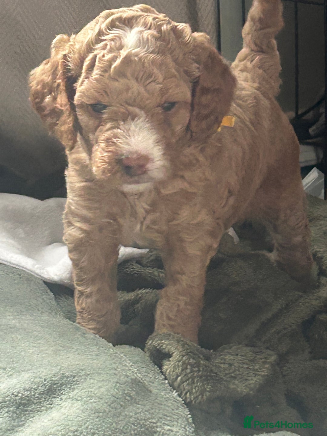Cavapoo dogs for sale: ✨🌈 Rare Chocolate & Multicoloured Curly Cavapoos - Image 25