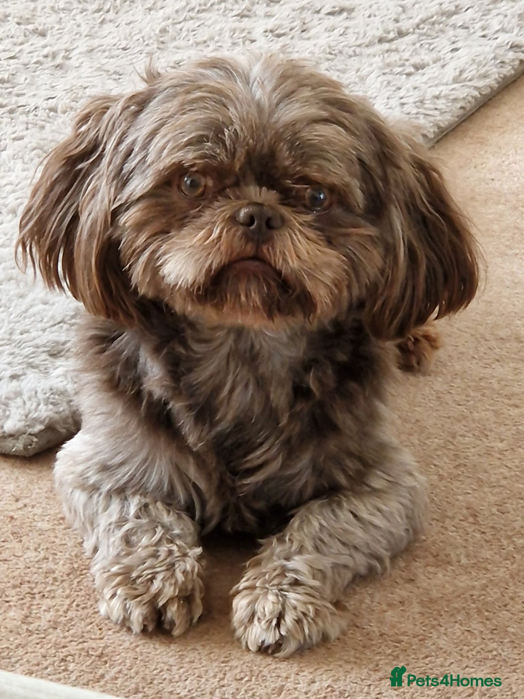 Shih Tzu dogs for stud: KC Karashishi Imperial Chocolate/Lavender Stud in Derby - Image 3