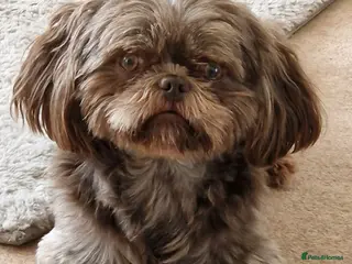 Shih Tzu dogs KC Karashishi Imperial Chocolate/Lavender Stud in Derby - Advert 8