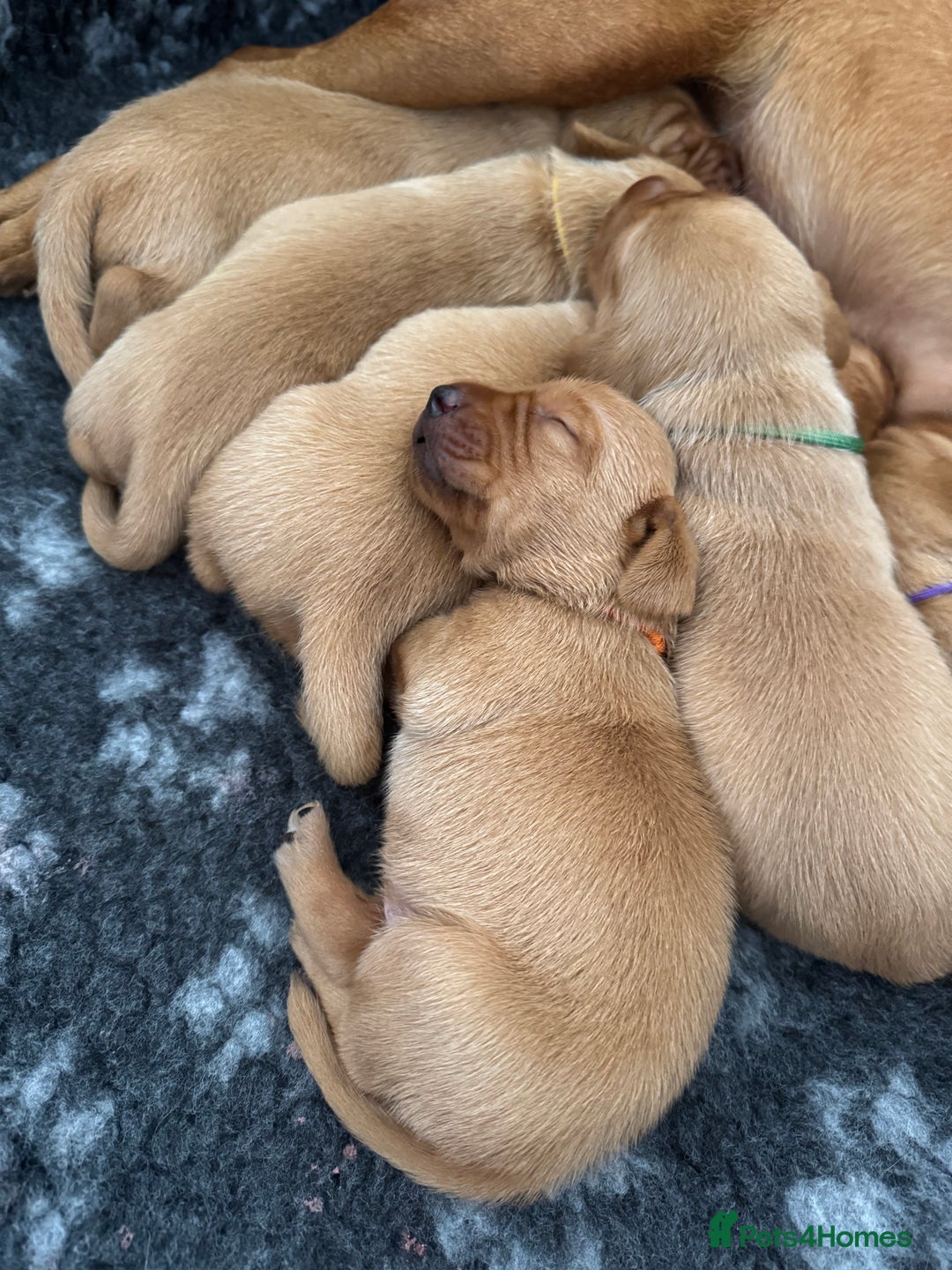 Labrador Retriever dogs for sale: KC Reg Fox Red Labrador Pups from Working Parents - Image 4