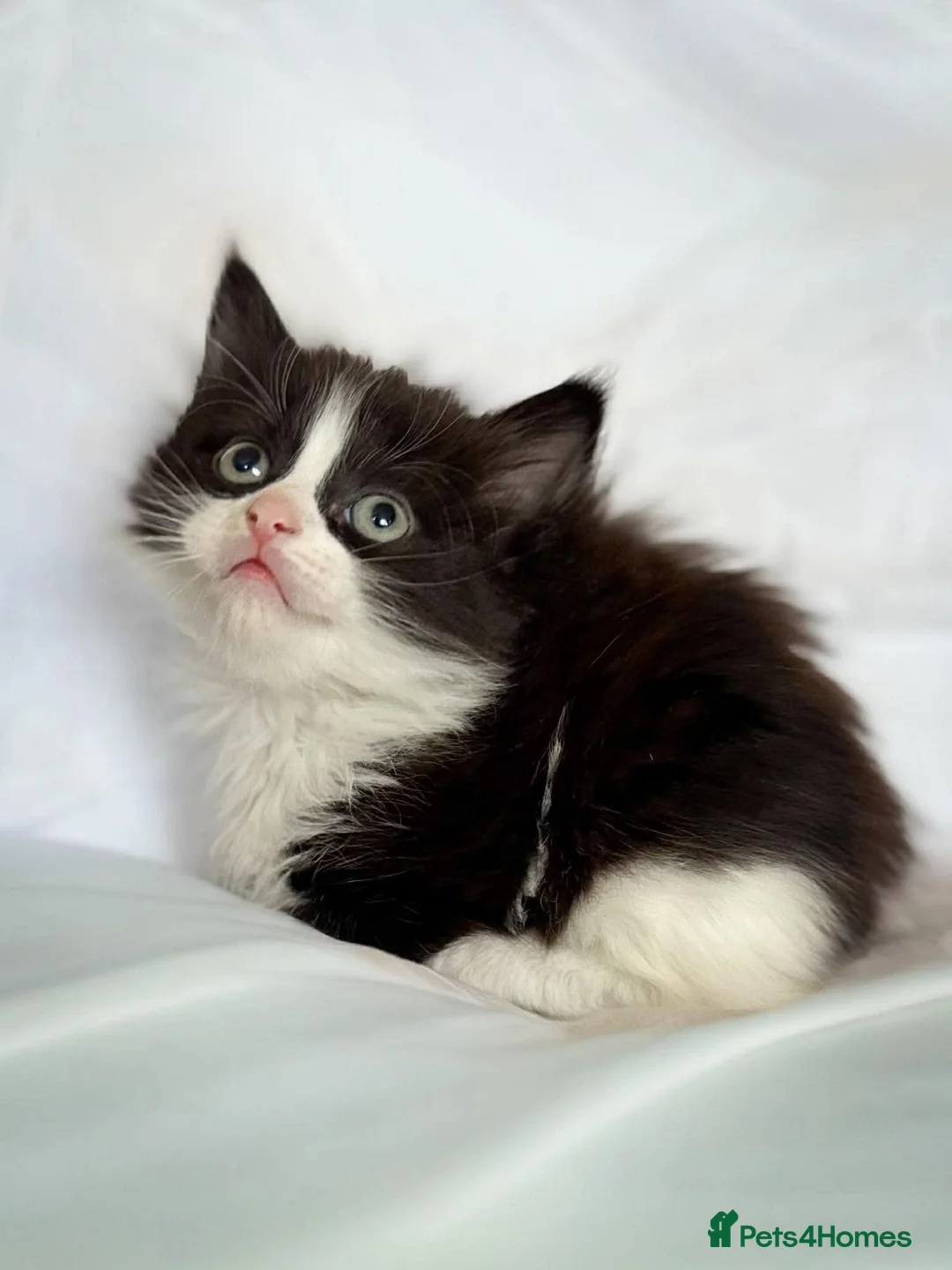 Mixed Breed cats for sale: Kittens/mixed in Sutton-in-Ashfield - Advert 2