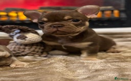 French Bulldog dogs for sale: Rojo and Isabella Merle Pups - Image 13