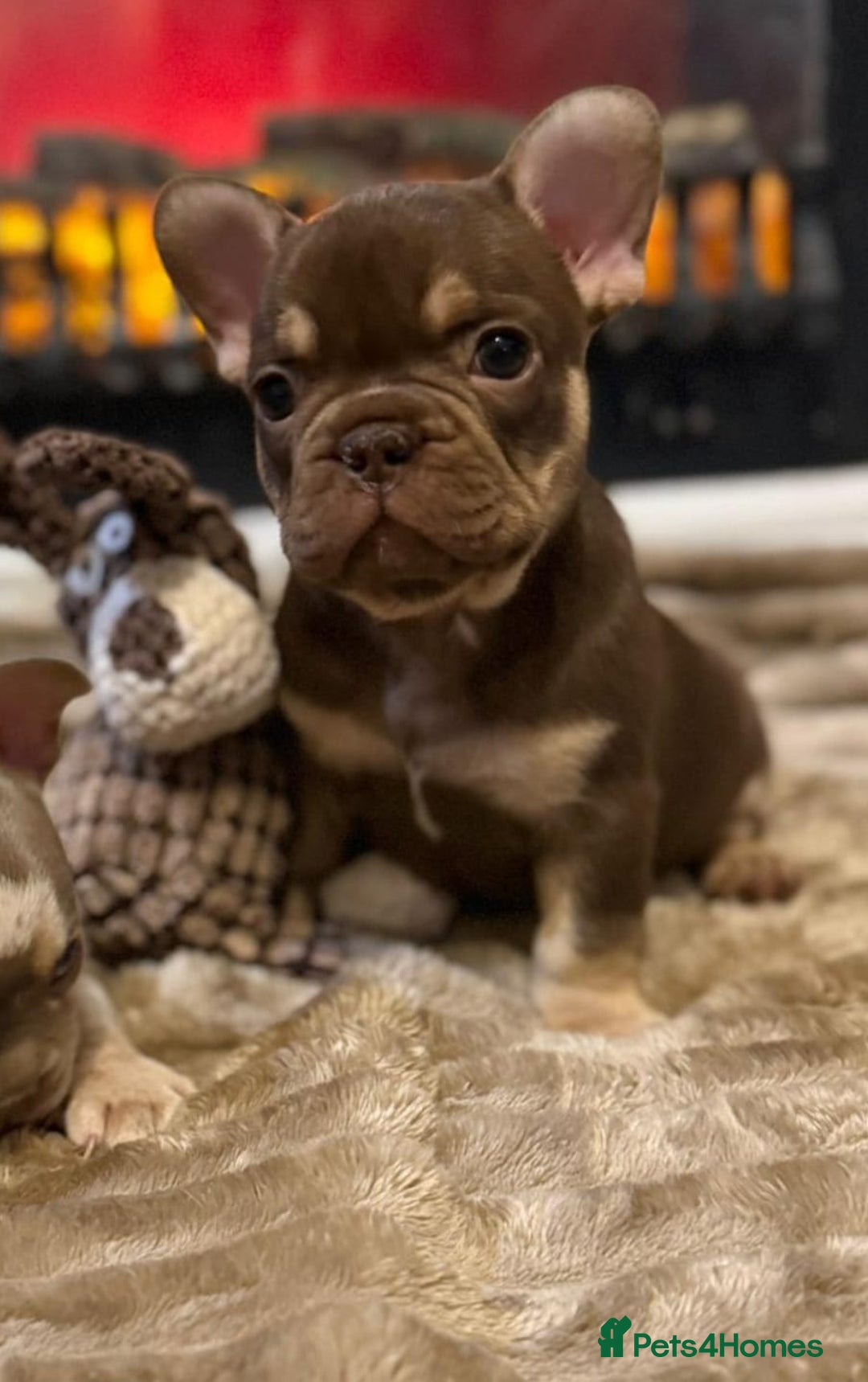 French Bulldog dogs for sale: Rojo and Isabella Merle Pups - Image 13