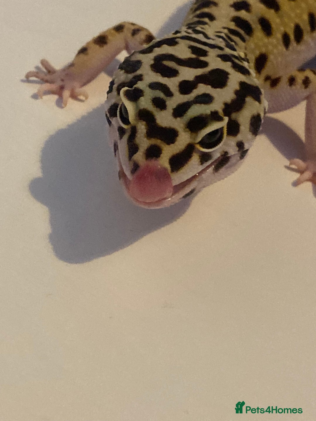 Leopard Gecko reptiles for sale: Healthy Leopard gecko with full enclosure  - Image 3
