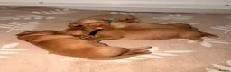 Golden Retriever dogs for sale: Perfect Golden Retriever Litter - Advert 5