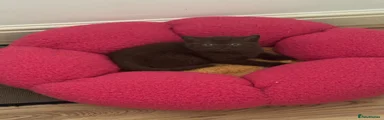 British Shorthair Kitten 1