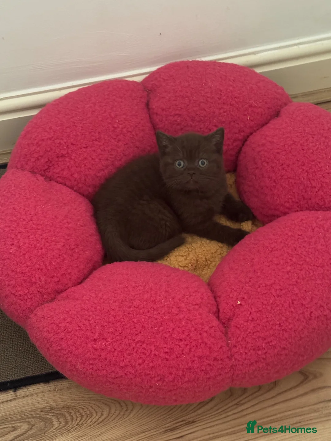 British Shorthair cats for sale: ⭐️🇬🇧 ,GCCF REG chocolate girl - Advert 16