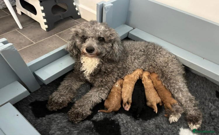 Cavapoo dogs - Advert 2