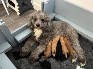 Cavapoo dogs for sale - Advert 1