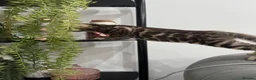 Bengal cats for sale: 💕Rosetted bengal kittens 💕 - Advert 29