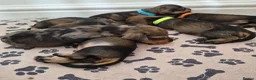 Miniature Dachshund dogs for sale: Miniature wire dachshund puppies - Advert 7