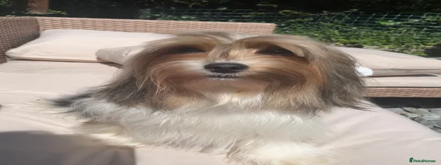 Trixie 