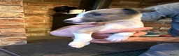 Whippet dogs for sale: KC Registered Whippet Puppies – Home Reared, - Advert 25