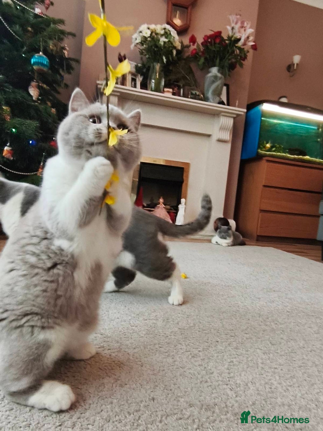 British Shorthair cats for sale: British shorthair - Advert 7