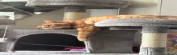 Domestic Shorthair cats for sale: Domestic shorthair  in Leeds - Advert 4