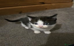 Ragdoll cats for sale: 4 rag doll kittens available  - Image 3