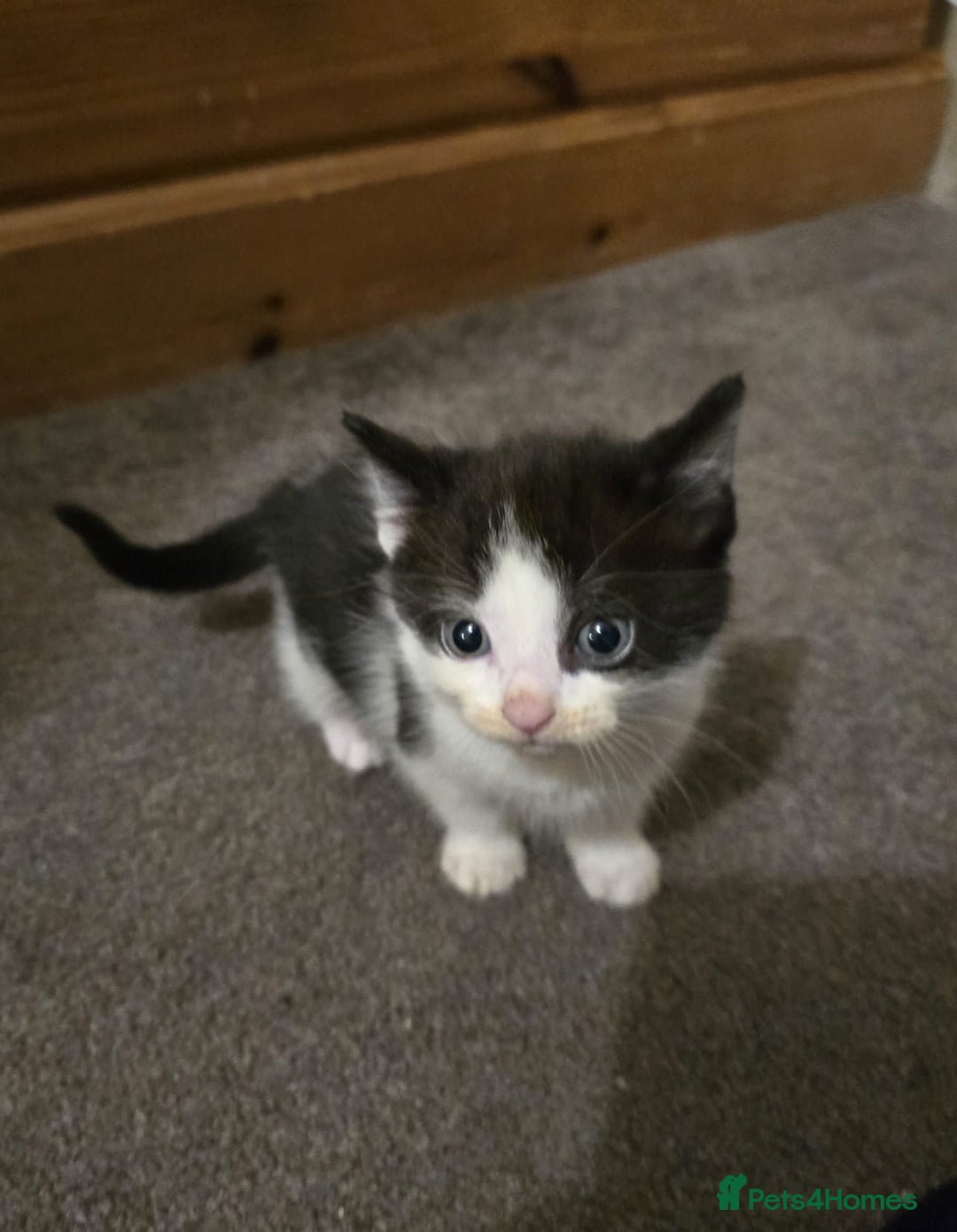 Ragdoll cats for sale: 4 rag doll kittens available  - Image 3