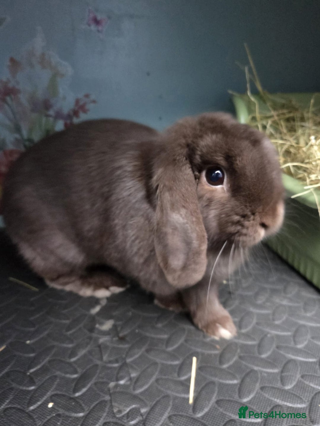 Mini Lop rabbits for sale: Mini Lop Rabbit Doe Female Chocolate Bunny  - Advert 1