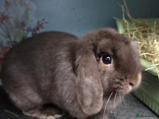 Mini Lop rabbits Mini Lop Rabbit Doe Female Chocolate Bunny - Advert 17