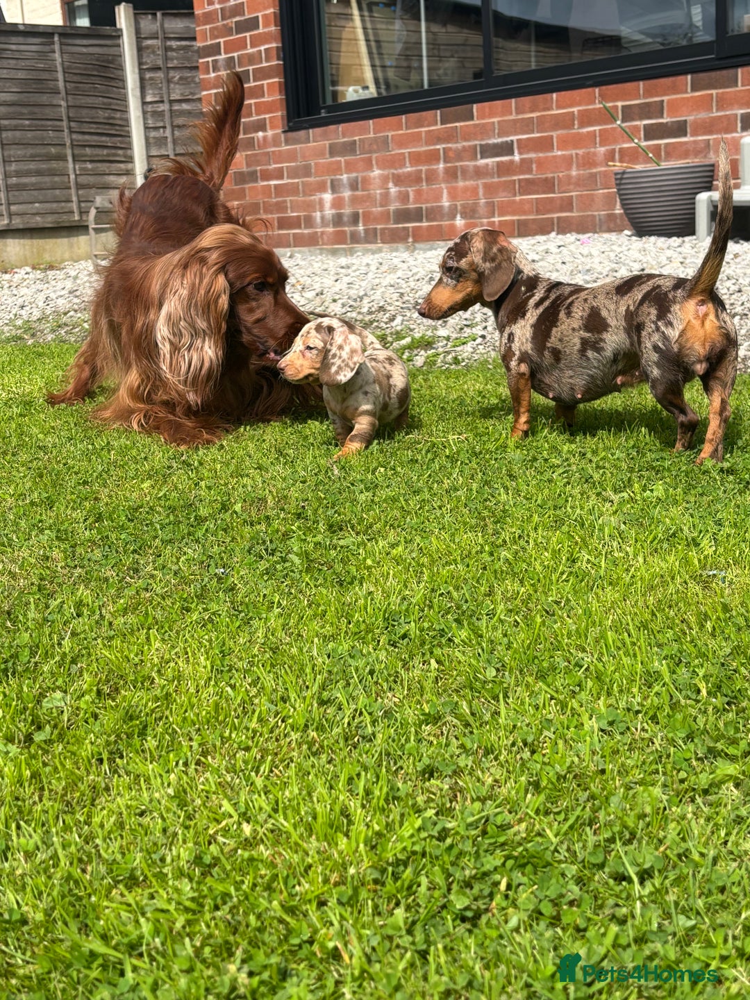 Miniature Dachshund dogs for sale: ❤️❤️Miniature dachshund ❤️❤️ - Image 12