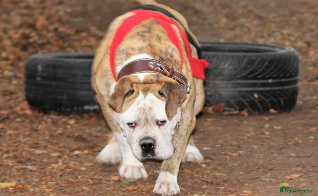 Alapaha Blue Blood Bulldog dogs for sale: SUPERB PICK OF LITTER PUP 5***** - Advert 25