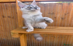 Maine Coon cats for sale: TICA Maine Coon girl female high black smoke  - Image 10