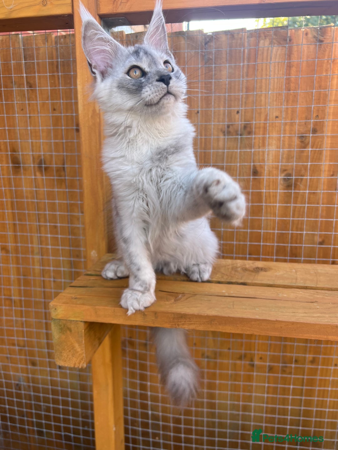 Maine Coon cats for sale: TICA Maine Coon girl female high black smoke  - Image 10