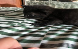 Mixed Breed cats for sale: Mixed Russian blue  - Image 3